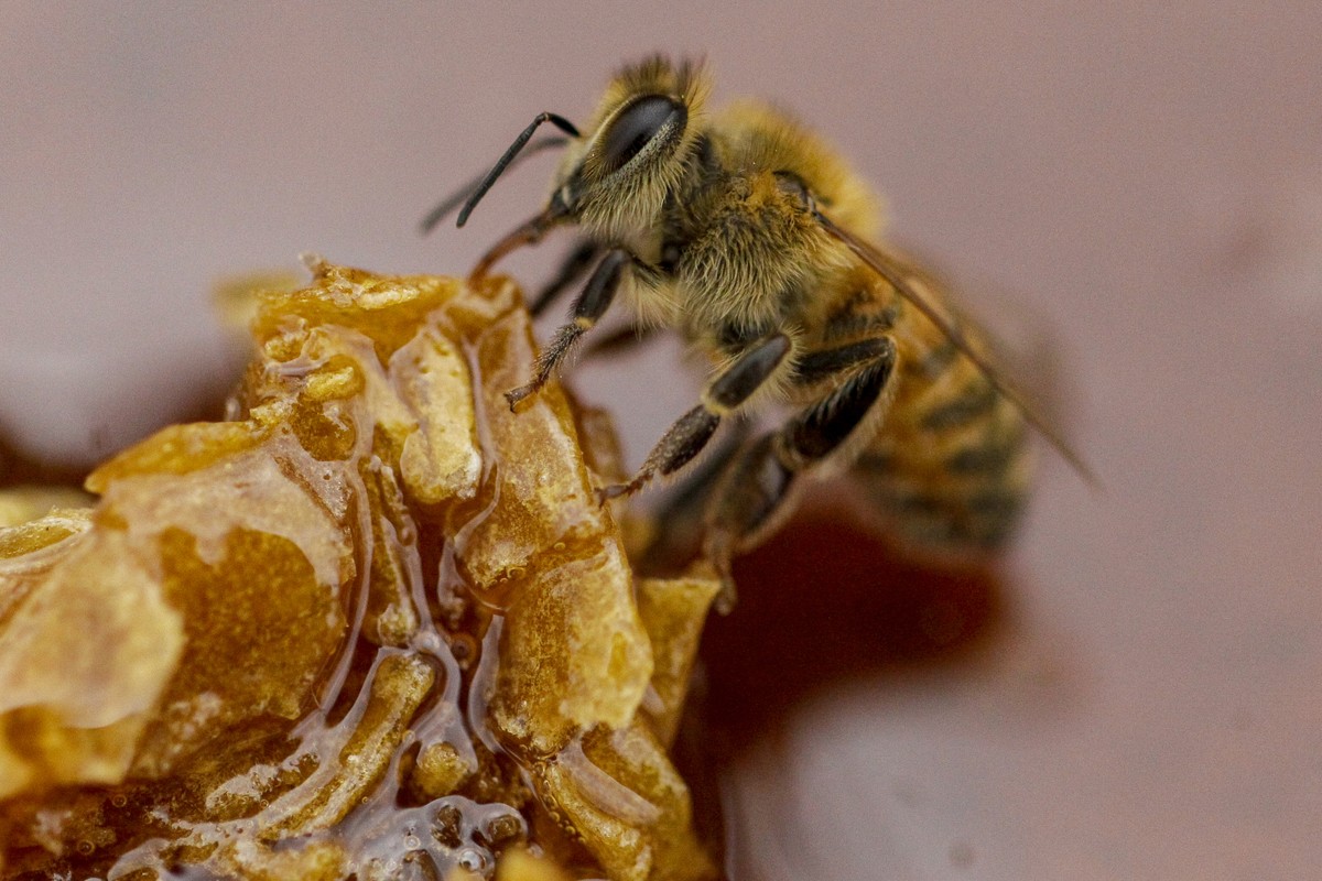 A bee feeds on honey from a honeycomb at a beekeeper's farm in Colina, on the outskirts of Santiago, Chile, Monday, Jan. 17, 2021. A drought has gripped Chile for 13 years and the flowers that fe ...