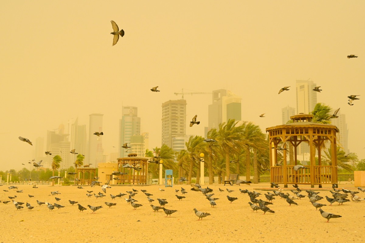 epa09267106 Pigeons flys during a dust storm in Kuwait City, Kuwait, 13 June 2021. Kuwait temporarily suspended marine traffic due to bad weather and low visibility. EPA/NOUFAL IBRAHIM