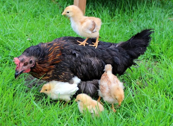 cute news tier huhn küken

https://www.reddit.com/r/AnimalsBeingMoms/comments/yvw5ti/mama_watching_the_kids/