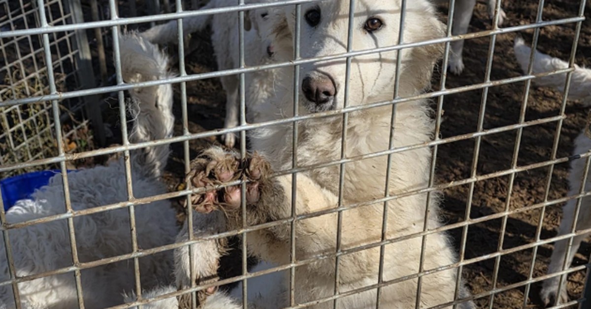 dieser-mann-deckte-den-tierskandal-von-ramiswil-auf