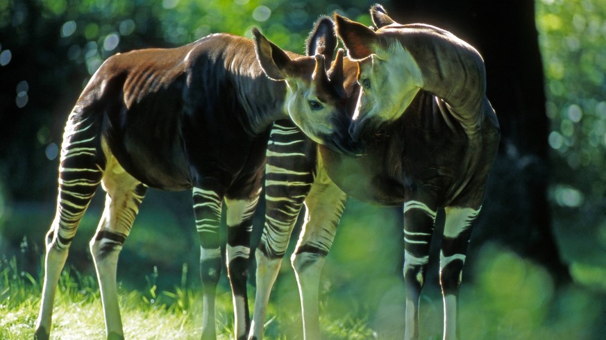 Zwei Okapis, scheue Waldgiraffen aus dem Kongo-Urwäldern, beim Paarungsspiel Okapi_117723