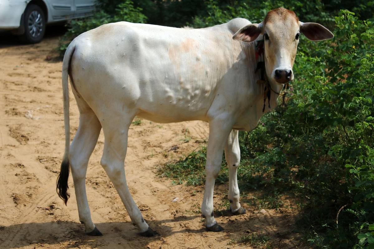 Lumpy Skin Disease Outbreak In Cattle In Jaipur A cow suffering from lumpy skin disease, in Jaipur, Rajasthan, India, Thursday, Sept. 15, 2022. Jaipur Rajasthan India PUBLICATIONxNOTxINxFRA Copyright: ...