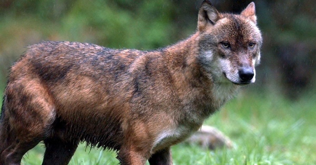 In-Graub-nden-werden-zwei-Wolfsrudel-zum-Abschuss-freigegeben