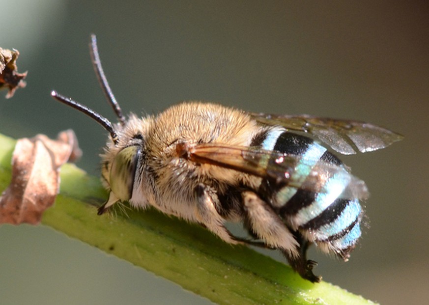 Amegilla cingulata, blaugebänderte Pelzbiene