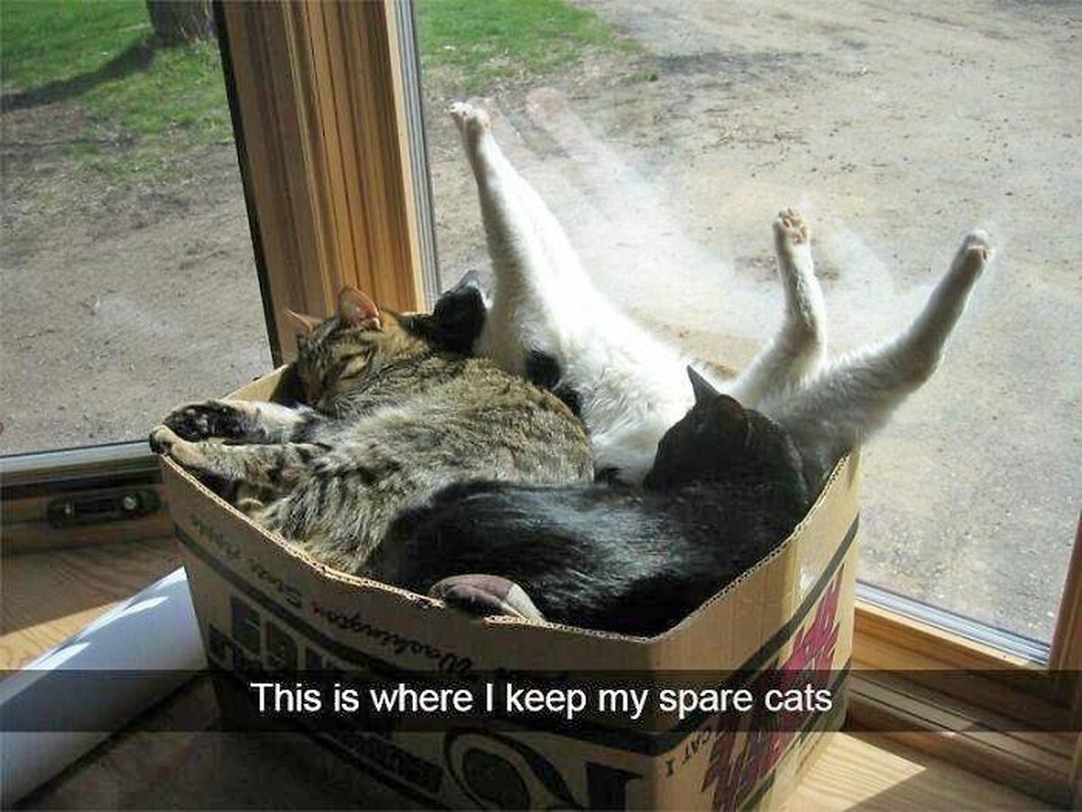 PICDUMP 400! 亞\nSpare Cats