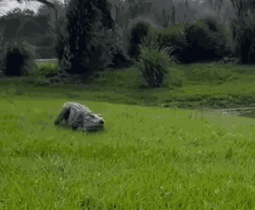 Animiertes GIF