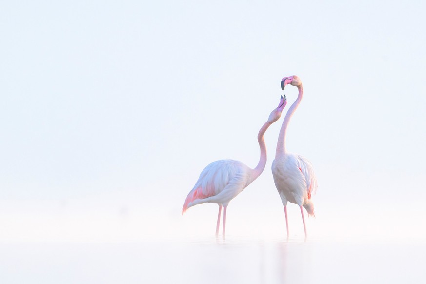Gewinnerfotog in der Kategorie «Emotion»: ein paar Flamingos.