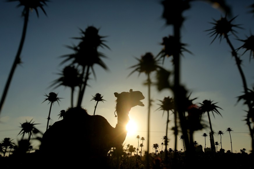 epaselect epa05911788 A silhouette of a camel eating grass near the power plant that generates electricity in the central Gaza Strip, 16 April 2017. Residents of Gaza, home to 1.8 million people, expe ...