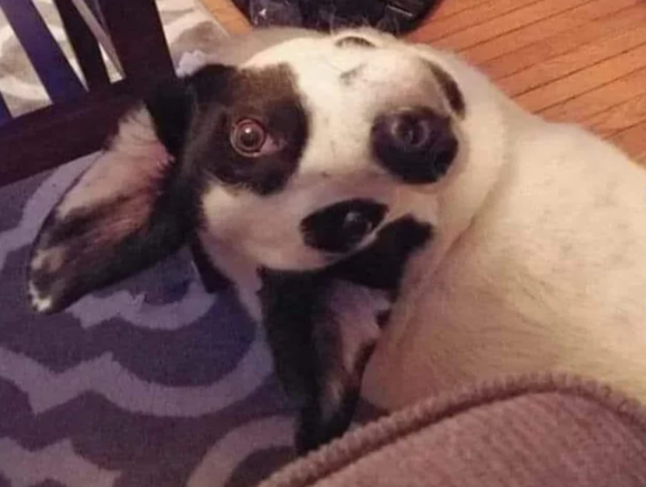 Optische Täuschung: Hund mit schiefem Blick sieht aus wie Monster