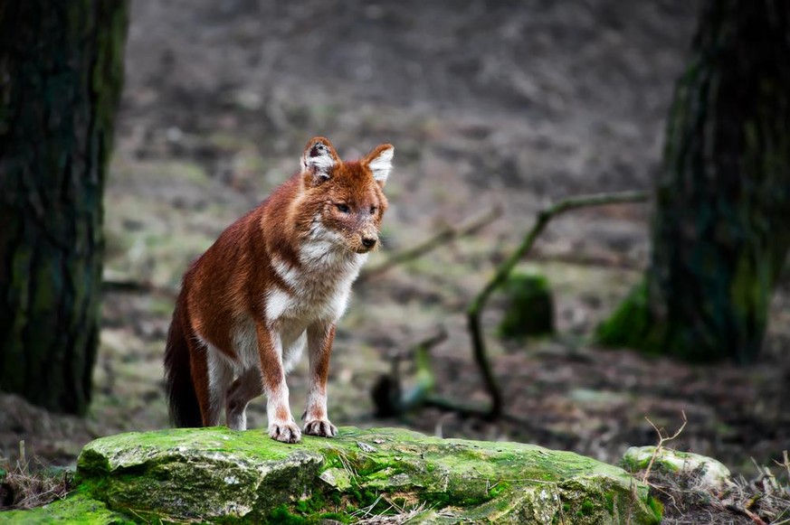 Rothund Cuon alpinus