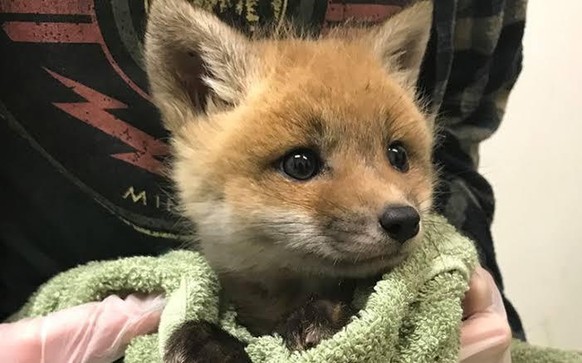 cute news animal tier fuchs fux

https://www.reddit.com/r/aww/comments/pya88j/good_morning/