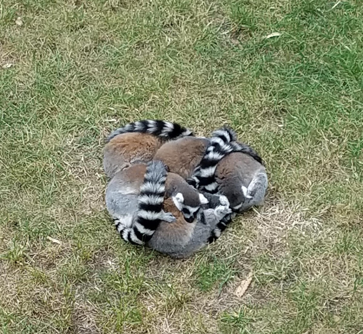 Lemuren
Cute News
https://imgur.com/t/aww/AaRg6