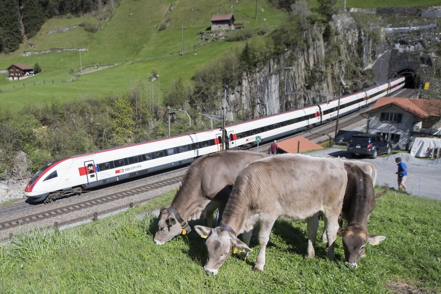 Ein Zug der SBB befaehrt die noerdliche Gotthard Bergstrecke zwischen Erstfeld und Goeschenen hinter grasenden Kuehen bei Wassen, am Freitag 6. Mai 2016. Wie es mit der SBB-Bergstrecke nach der Eroeff ...