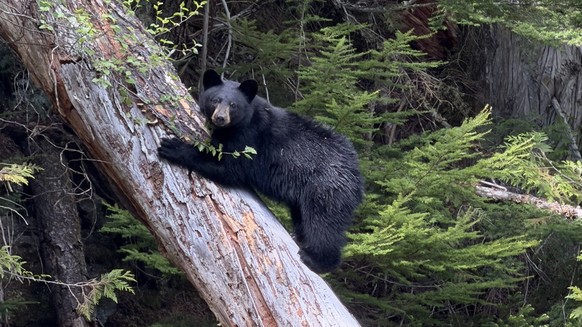 Ein Schwarzbär klettert auf einem Baum in Blue River BC Kanada
