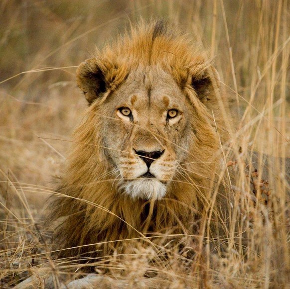 epa06585246 A handout photo made available by Tenerife&#039;s zoo &#039;Loro Parque&#039; shows an African lion as he rests in the park&#039;s facilities in Santa Cruz de Tenerife, Canary Islands, Spa ...