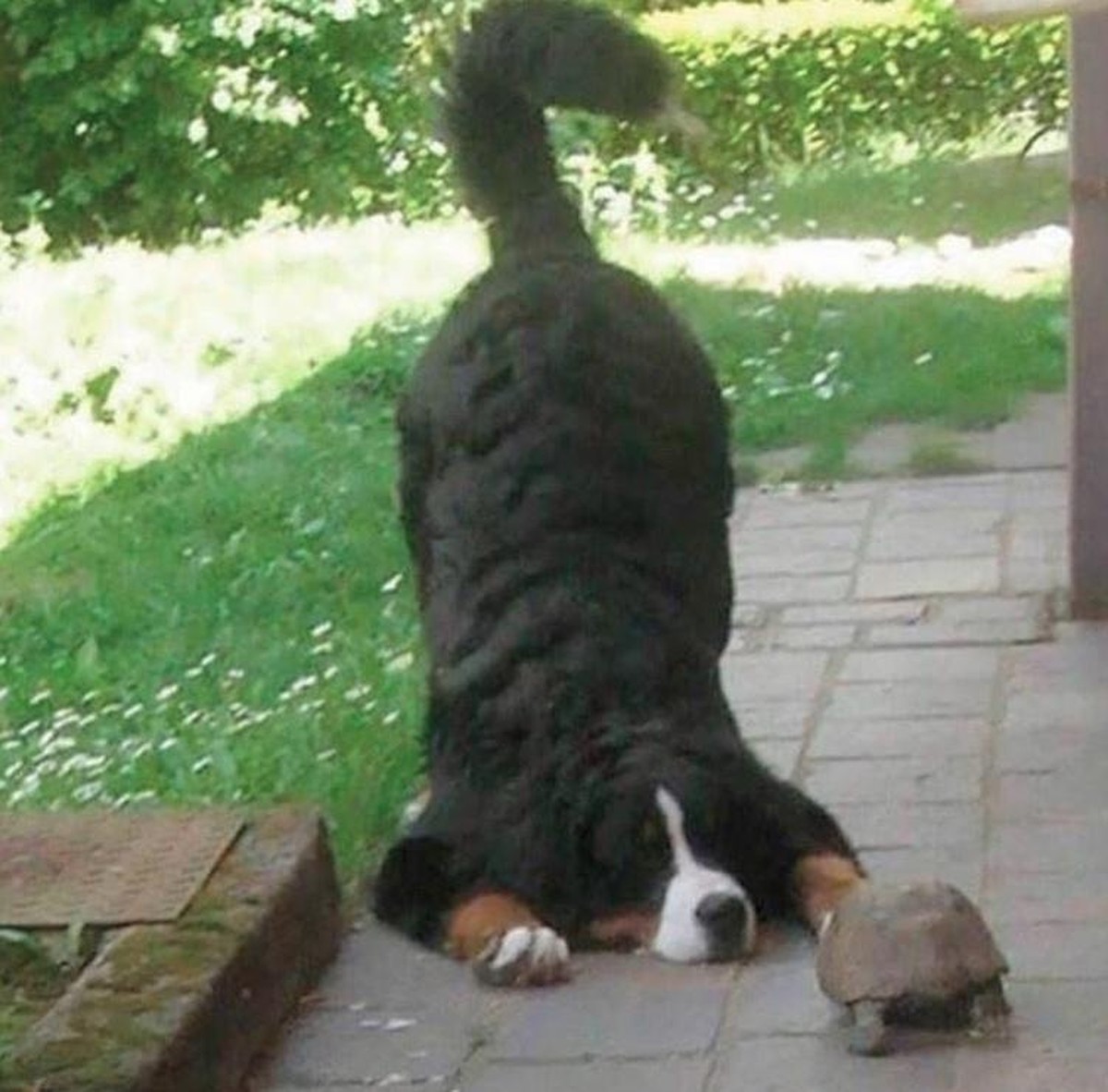 Berner Sennenhund
