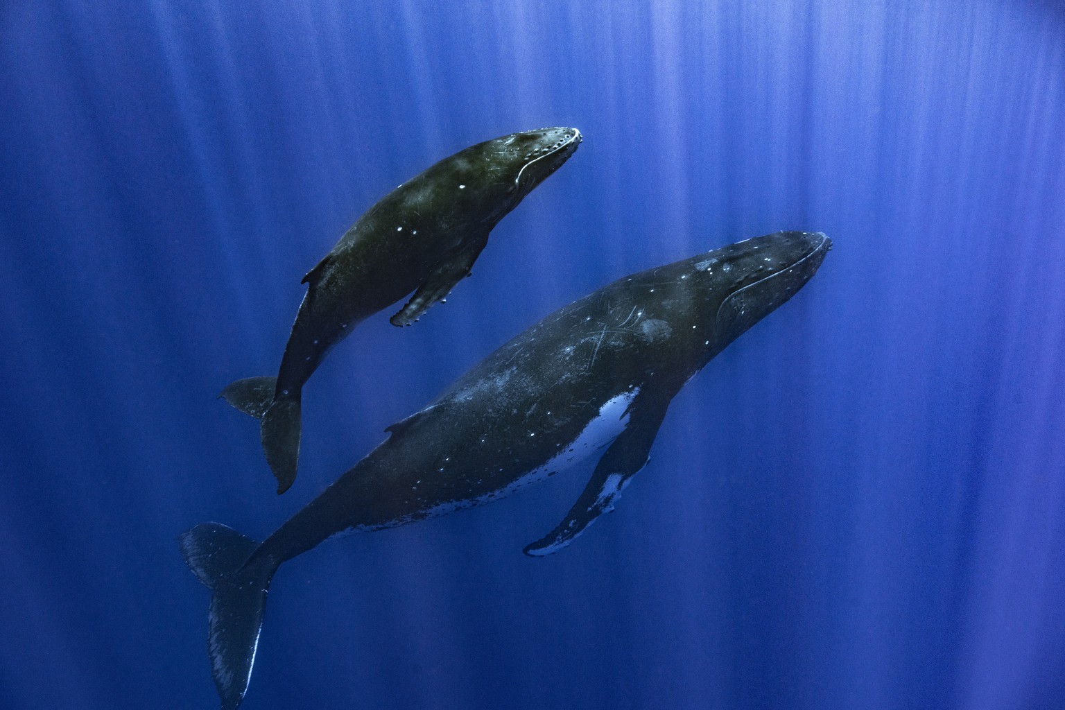 This photo provided by Samuel Lam shows a humpback whale and her calf in Papeete, French Polynesia in September 2022. Humpbacks are known to compose elaborate songs that travel across oceans and whale ...