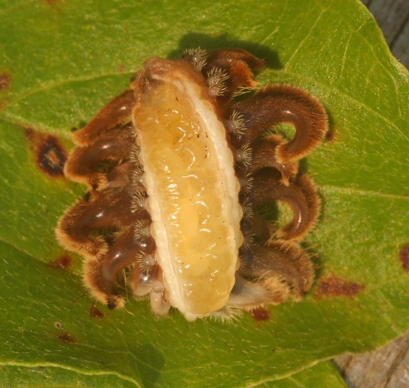 Phobetron pithecium (Monkey Slug), Raupe Unterseite
Von Alison Hunter - Eigenes Werk, CC BY-SA 2.5, https://commons.wikimedia.org/w/index.php?curid=1067305