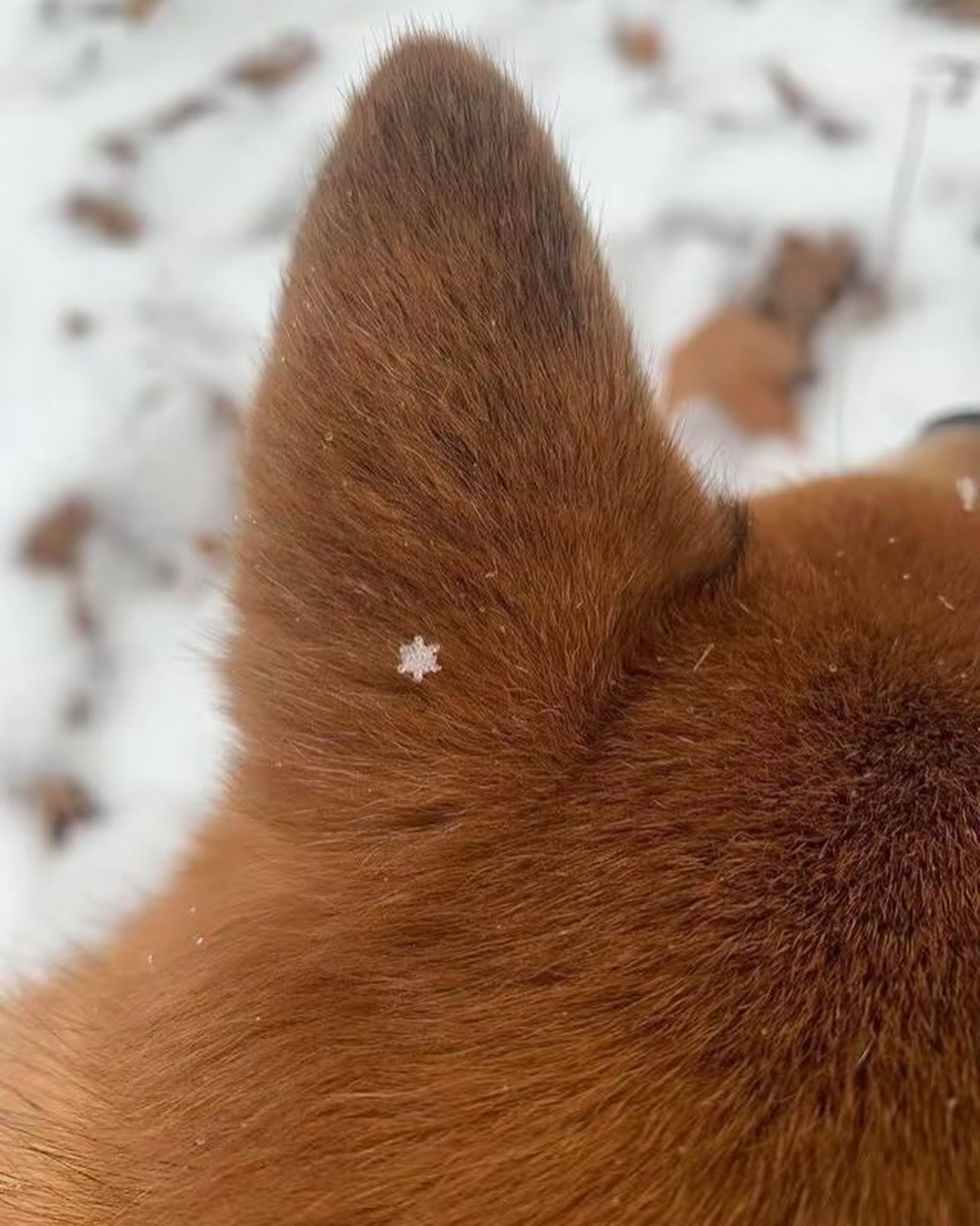 cute news tier schneeflock

https://www.instagram.com/p/DTK_xfjDC1t/?img_index=1