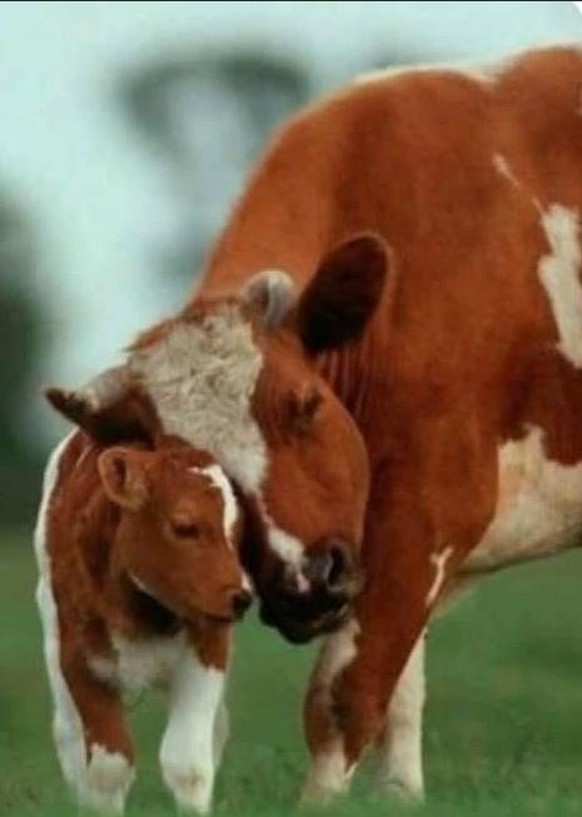 Cute News: Tierische Eltern und ihr Nachwuchs.