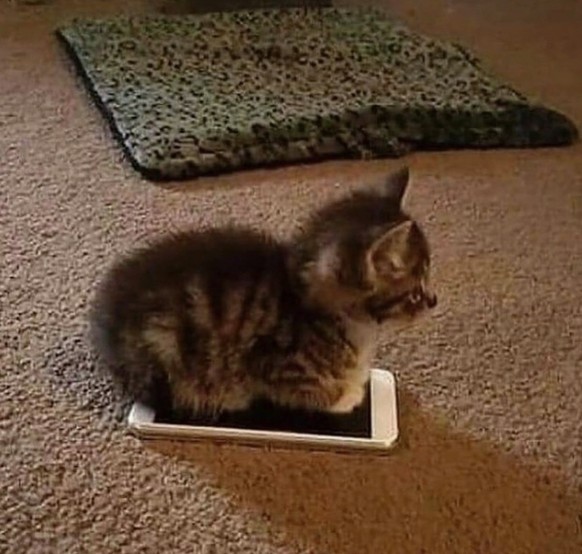 Cute News: Katze auf Handy