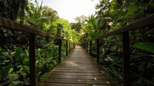 Auf Dschungelpfaden durch den Cahuita-Nationalpark wandern.