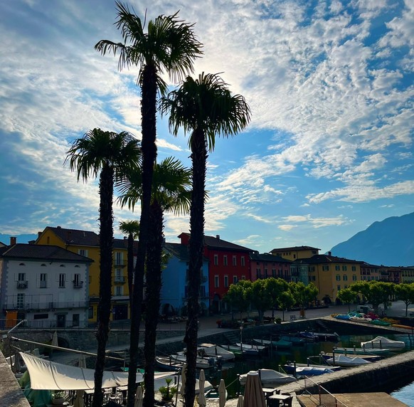 Spätestens bei diesem tausendfach geknipsten Bild von Ascona wirst du wissen, welches die Tessiner Palme ist.