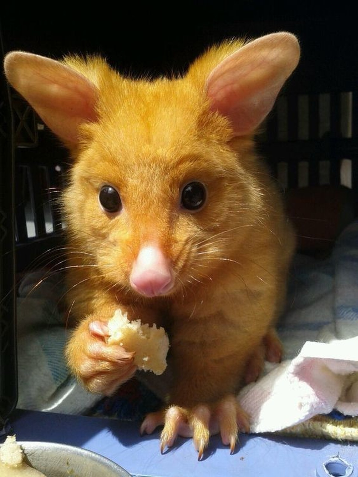 cute news tier possum

https://imgur.com/t/aww/dq8IkSi