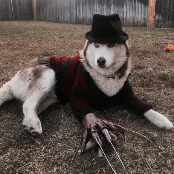 Freddy Kruger Hund
Cute News
https://imgur.com/t/aww/0UeIW