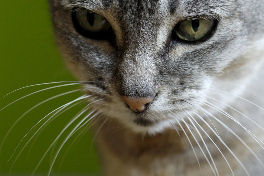 Die Bildagentur schreibt dazu: «Eine Katze beobachtet etwas.» Das lassen wir mal so stehen.