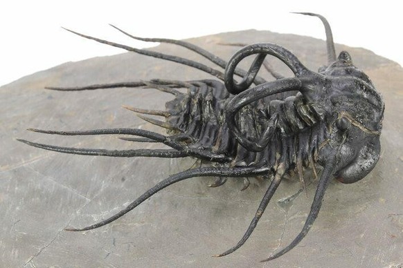 creepy nature

https://www.reddit.com/r/oddlyterrifying/comments/1fm7rvg/a_trilobite_fossil_species_dicranurus_monstrosus/