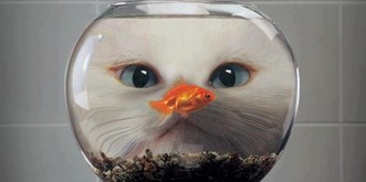 Welche Tiere sind als Mitbewohner für deine Katze geeignet?