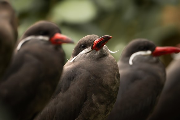 Inkaseeschwalbe Larosterna inca