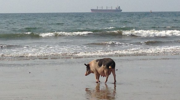 Am Strand mit einem Schwein: Beach-Tag in Bata.
