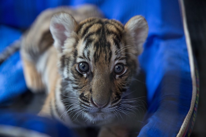 Ein Tigerbaby in Mae Rim, Thailand.