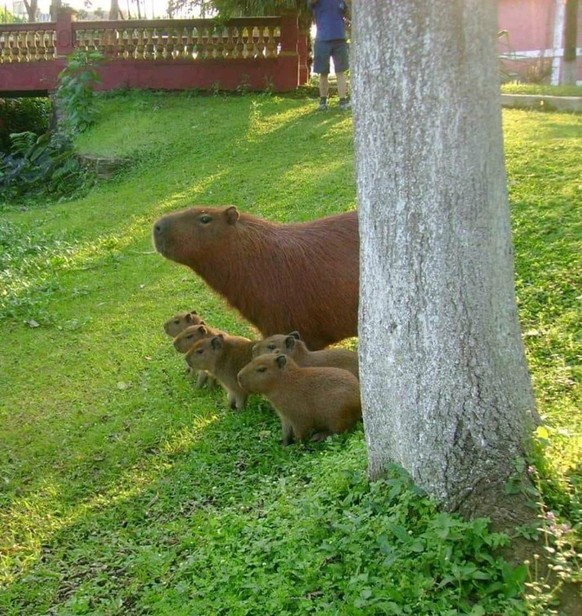 cute news animal tier capybara

https://www.reddit.com/r/capybara/comments/u1t2lh/family_of_capys/