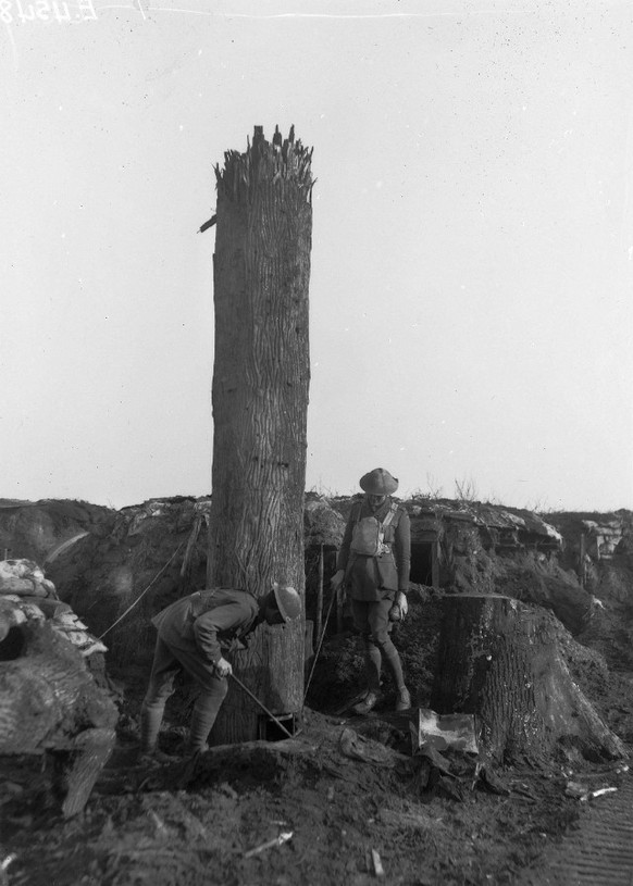 Tarn-Bäume aus dem Ersten Weltkrieg