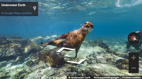 Google View Tiere