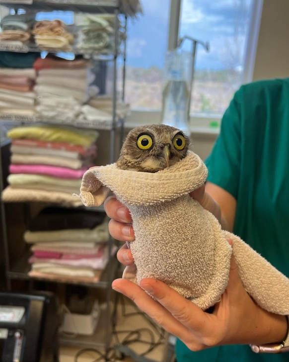 eulen in tücher
https://owlsintowels.org/gallery/