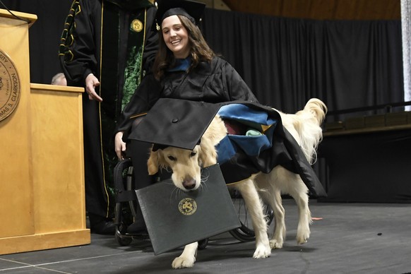 &quot;Griffin&quot; Hawley, the Golden Retriever service dog, is presented an honorary diploma during the Clarkson University &quot;December Recognition Ceremony&quot; in Potsdam, N.Y., Saturday, Dec. ...