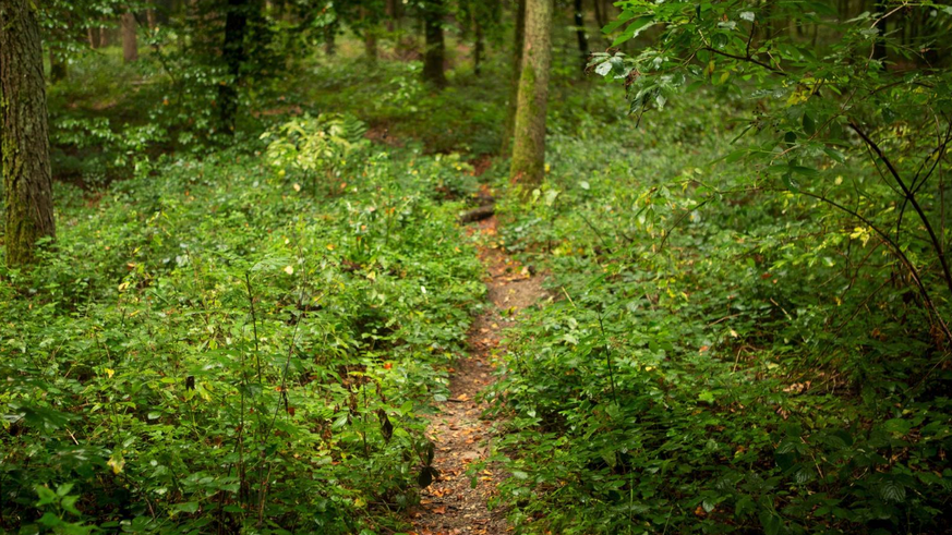 Ein Netz von Trampelpfaden durchzieht das Waldstück.