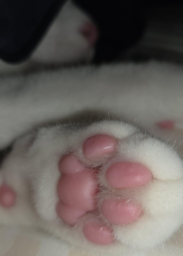 cute news tier katze

https://www.reddit.com/r/onlypaws/comments/1w8dnyy/would_you_still_love_the_beans_if_i_tell_you_they/#lightbox