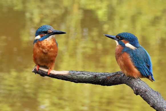 cute news tier eisvogel