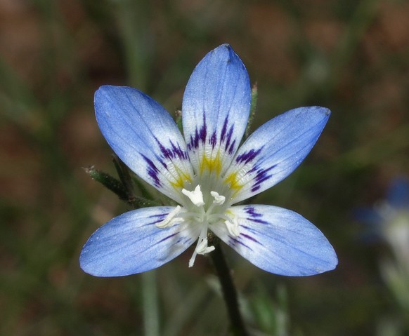 Für den Sapphire Woollystar (Eriastrum sapphirinum ssp. sapphirinum) haben wir leider keine Übersetzung gefunden. Wissen Sie sie? 