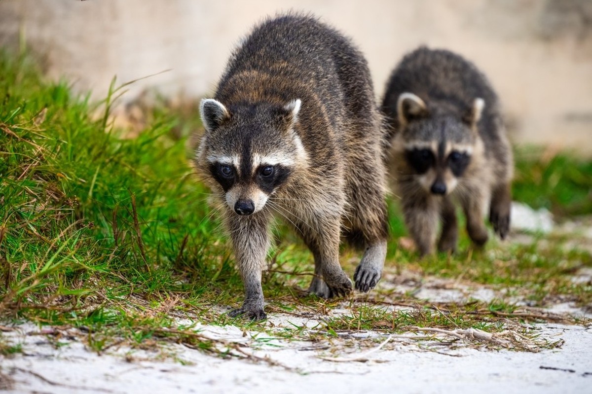Les ratons laveurs posent un sérieux problème à Bâle.