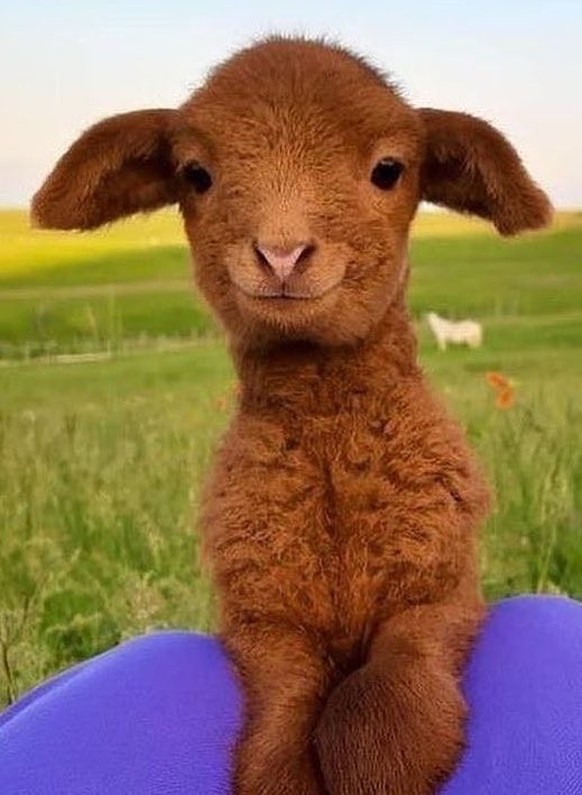 cute news tier goat 

https://imgur.com/gallery/bjFbjRn