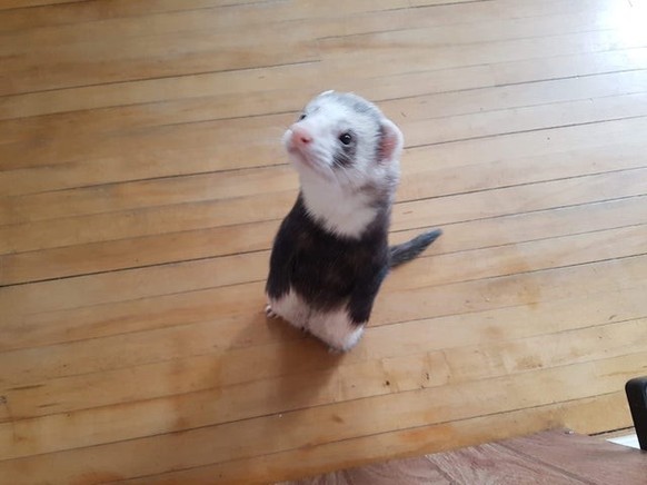 CUTE NEWS TIER POSSUM

https://imgur.com/t/wholesome/RrT5XVa