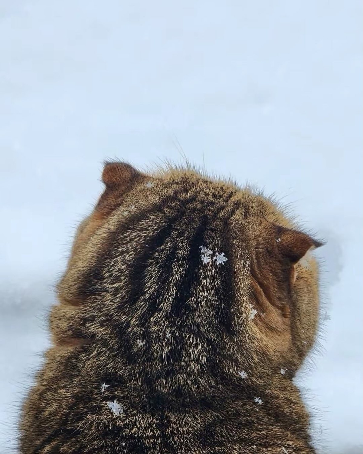 cute news tier schneeflock

https://www.instagram.com/p/DTK_xfjDC1t/?img_index=1