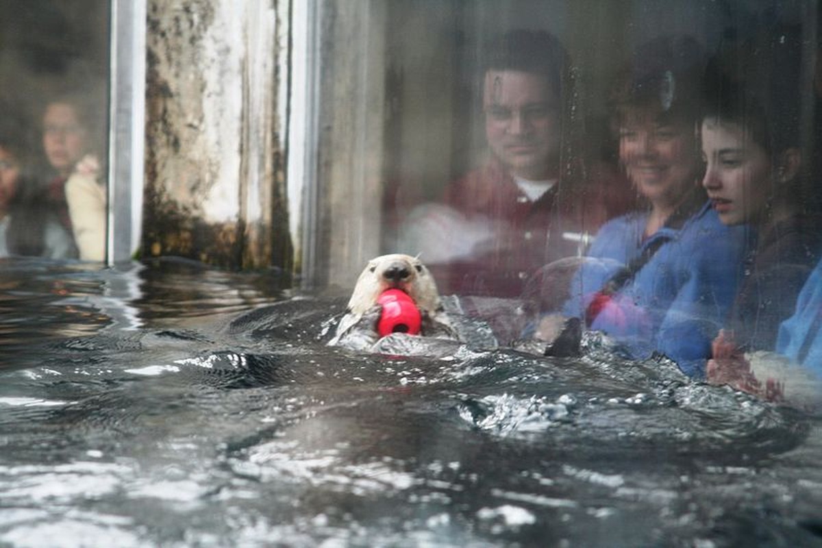 Ein Seeotten im Monterey Bay Aquarium.