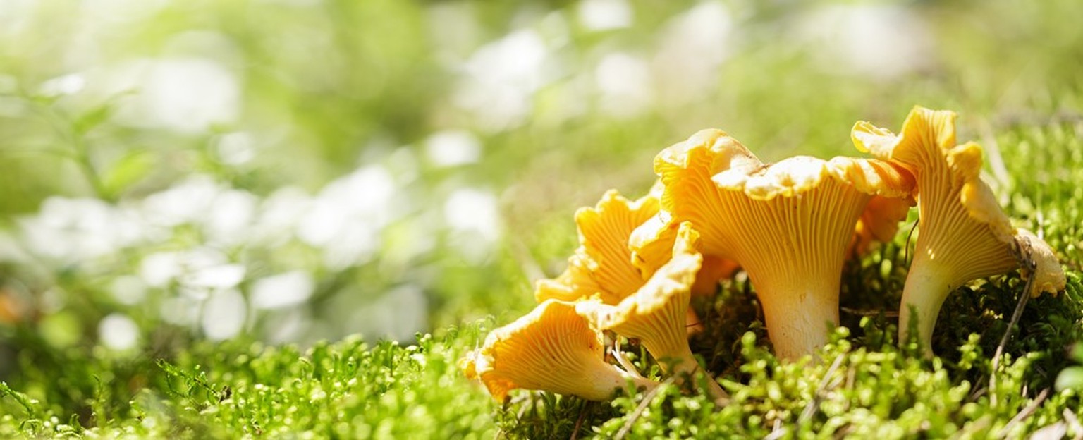 Ein essbarer Chanterelle Pilz